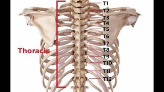 Two Minutes of Anatomy Thoracic Spine [upl. by Ardeth]