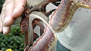 فراشة اتاكوس اطلس Attacus atlas أكبر فراشة في العالم [upl. by Agate]