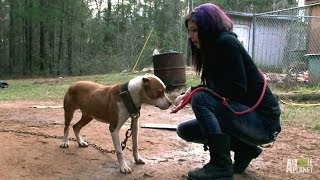 Tania Leads the Rescue to Save Ten Dogs  Pit Bulls and Parolees [upl. by Rap221]