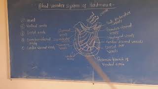 Blood vascular system of Herdmania [upl. by Ander]