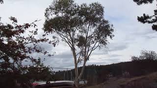 Eucalyptus pauciflora on Salt Spring Island [upl. by Ybreh771]