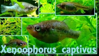 Xenoophorus captivus Hubbs 1924  Relict splitfin  Aquarium Porte Dorée  042015 [upl. by Adanar]