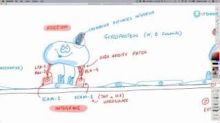 Inflammation Part 2  Leukocyte ExtravasationRecruitment [upl. by Innoc]