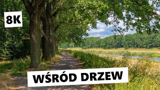 Relaksacyjny spacer wśród drzew 8K [upl. by Greiner]