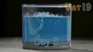 AntWorks Illuminated Ant Farm Gel [upl. by Consalve]