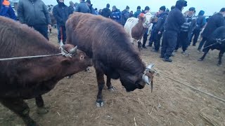 7ЯНВАРЬ2024ХОЖЕЛИ МАЛ БАЗАРЫСКОТНЫЙ РЫНОКBUQALARBIG BULLS IN THE WORLDBIG COW [upl. by Gonick]