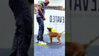 dog k9protection doglover pets workingk9 dogs germanshepherd k9 doglife armedk9 [upl. by Aloysius]