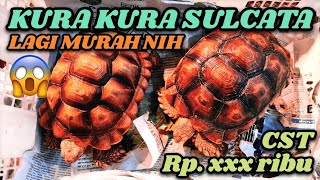 Murah Banget‼️Harga Kura kura Sulcata di pasar ikan hias jatinegara amp Harga Murah Kura Kura CST [upl. by Sibella939]