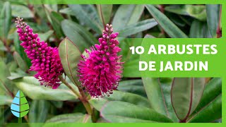 10 ARBUSTES DE JARDIN 🌿🌺 Faciles à Entretenir [upl. by Delfeena]