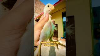 hopeland parrotbeaklongtail foryou birds parrots aseel trending short reels youtubeshorts [upl. by Ahsilef]