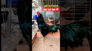 Ô Tuyền 4100✅✅✅ Ngoại Hạng C1  Dá Lô 0778888392 đềxuất mientay pets chicken thinhhanh [upl. by Ikaz]