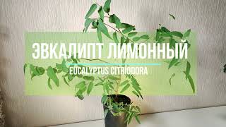 Эвкалипт лимонный лат Eucalyptus citriodora [upl. by Thayne]