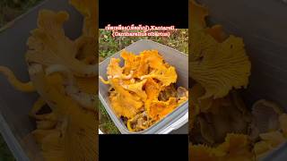 เห็ดเหลืองเห็ดมันปู Kantarell Cantharellus cibariusแม่ขวัญmushroomเก็บเห็ดสวีเดน [upl. by Asital485]