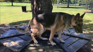 Frankie 1 year old German Shepherd Dog Before amp After Obedience Training Video [upl. by Assiar456]