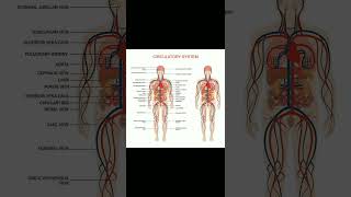 Circulatory system Human Anatomy ytshort shorts [upl. by Holmun]