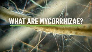 MYCORRHIZAE How does the symbiosis take place [upl. by Harbert]