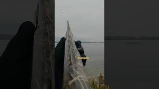 waterfowlhunting duckhunt birdhunting duckhunter duckguru goosehunting 2024 [upl. by Teodor]