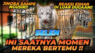 SAATNYA SELEN KETEMU ESHAN JINORA  SIAPA YANG PALING RAMAH KE SELEN [upl. by Kcirdet]