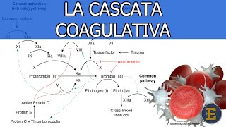 45 La cascata coagulativa 350 min [upl. by Lleraj]