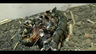 Acanthoscurria Geniculata VS Scolopendra Hainanum [upl. by Nehemiah]