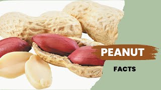 Peanut Facts [upl. by Annah]