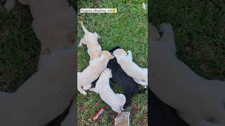 Puppies attacking food How many could you spotpuppy doglover dog food [upl. by Fritts526]