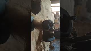 Cleaning a Cows Tail Removing Pests Effectively [upl. by Roscoe]