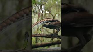 Lyrebird amazing mimicking art [upl. by Eytteb]