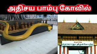 miracle snake temple in nagercoil  அதிசய பாம்பு கோவில்  sithargal  சித்தர்கள் [upl. by Carder811]