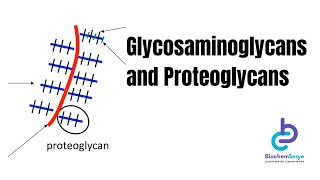 GlycosaminoglycansProteoglycans  Biochemistry [upl. by Amuwkuhc195]