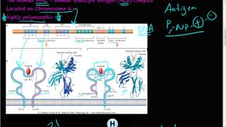 71P  Major histocompatibility complex MHC genetic and biochemical influence [upl. by Alyled175]