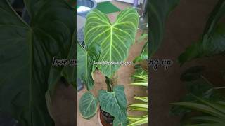 Philodendron Melanochrysumphilodendron rareplants houseplants balconygarden balcony plants [upl. by Akirahc240]