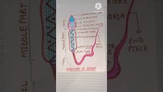 Structure of sperm medicos neet2025 youtubeshorts education shorts [upl. by Schroer]