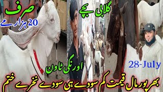 orangi town Bakra mandi latest update 28July2024 bakra mandi goat farm visit gulabikamoriteddy [upl. by Malik]