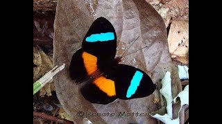 Rare butterflies of the world [upl. by Leynad]