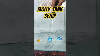 New fish tank setup l MOLLY FISH 🐠mollyfish fish tanksetup shorts shortvideo [upl. by Ecinhoj230]