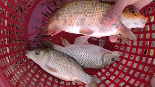 Rofikul Bangla Fun is livevideo  Traditional village boy fish catching video in River 2024 [upl. by Monney]