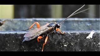 Pimpla rufipes the black slip wasp Ichneumonidae Greece 2122018 by Theo Fotiadis [upl. by Acsecnarf163]