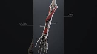 Forearm pronation and supination forearm ulna radius anatomy biomechanics anatomyofmotion [upl. by Olcott]