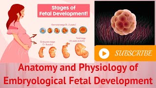 Anatomy and Physiology of Embryological Fetal Development [upl. by Marolda736]