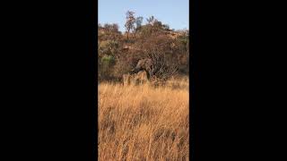 Pilanesberg National Park 3 [upl. by Eitsirk55]