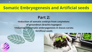 SOMATIC EMBRYOGENESIS PART 2  Plant Tissue Culture [upl. by Heurlin602]