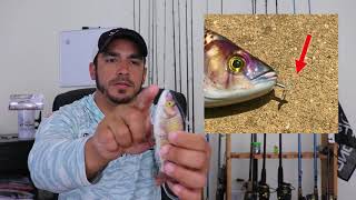 Animated Lure Review Pros amp Cons [upl. by Cammie]