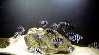 How to Improve the Growth Rate of The Frontosa Cichlids [upl. by Hogarth]