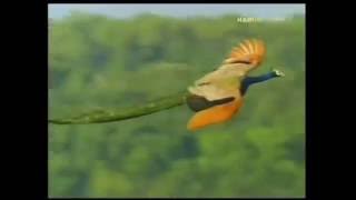 Peacock Flying High Watch the Amazing Peacock Flight [upl. by Nemaj74]