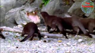 Otters Vs Crocodile  Otters DESTROY Crocs Ego [upl. by Dulcie]