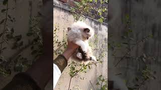 Ragdoll kitten available call 8148150816cute viral cat kitten cats [upl. by Franky]