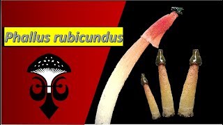 Phallus rubicundus the orange stinkhorn mushroom Part I [upl. by Necyla]