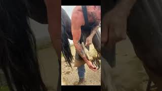 Horses Foot Triming hooftrimming hoofcleaning 4 [upl. by Eirrab920]