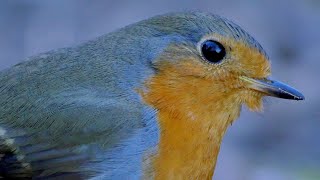 Pettirosso  European Robin Erithacus rubecula [upl. by Elberta]